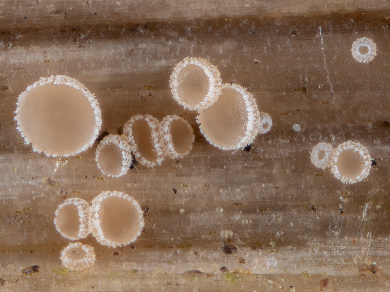 Cistella grevillei